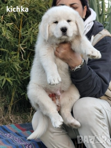 Кавказка овчарка, снимка 5 - Кавказка овчарка - 53840449