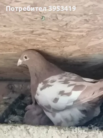 100% meulemans -спортни гълъби, снимка 5 - Гълъби - 49208770
