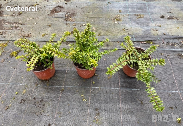 Лоницера , снимка 5 - Градински цветя и растения - 53457093