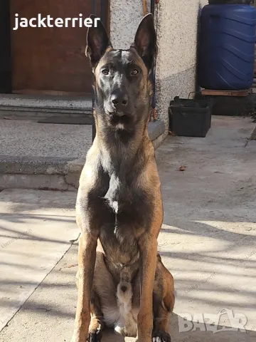 За разплод, снимка 3 - Белгийска овчарка - 50025136