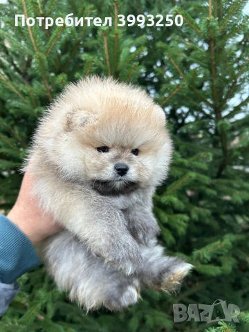 Померан момче, снимка 3 - Померан - 52576523