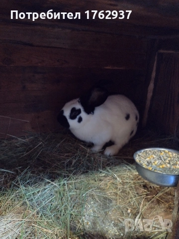 Немски пъстър великан ПЕПЕРУДА, снимка 5 - Други - 30432552