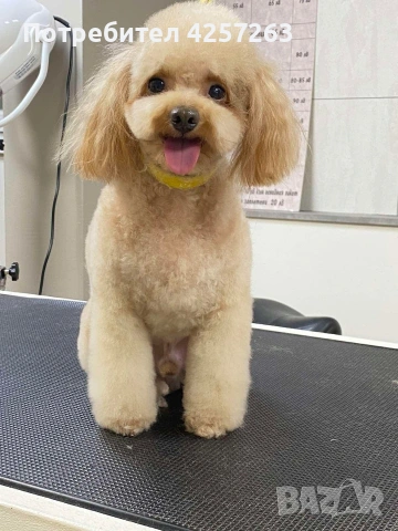 Чистокръвен ТОЙ пудел, снимка 5 - Пудели - 53871802