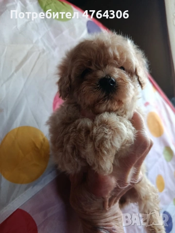 Малтипу, снимка 3 - Други - 53827276