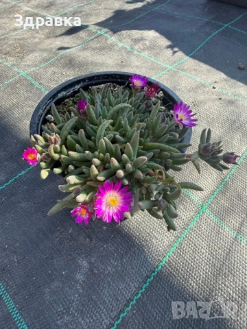 Делосперма 7 цвята , снимка 7 - Градински цветя и растения - 53837815