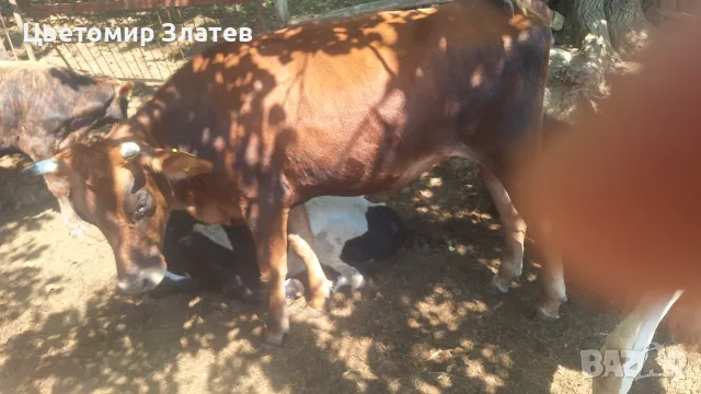 Продавам едно мъжко и едно женско теле , снимка 5 - Крави - 55943738
