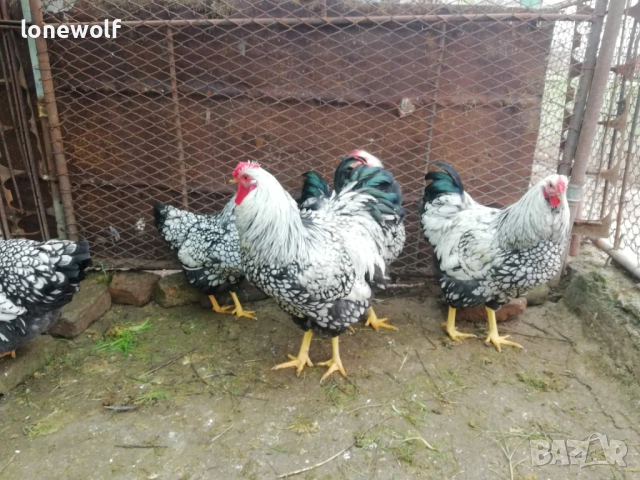 Петли от Аям Кемани и сребърен виандот, снимка 4 - други­ - 52880927