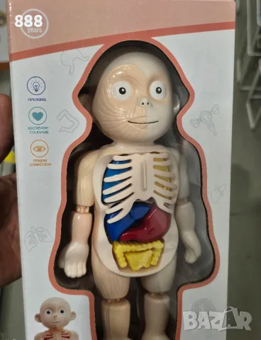 човешко тяло и жаба за дисекция