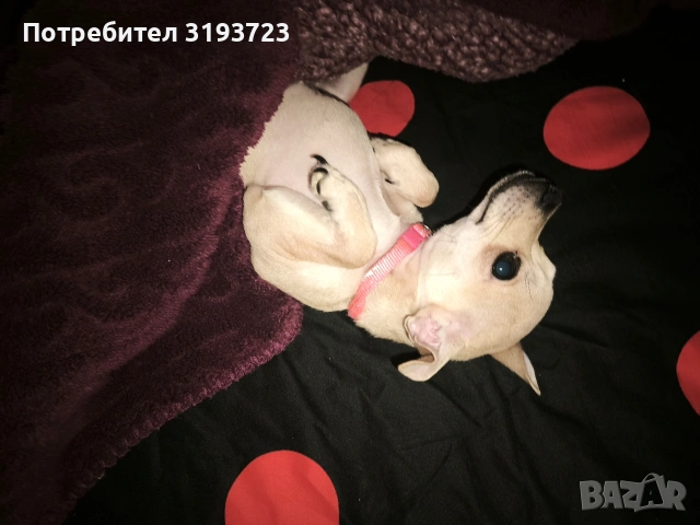 Пинчер смесица, снимка 5 - Пинчер - 53383804