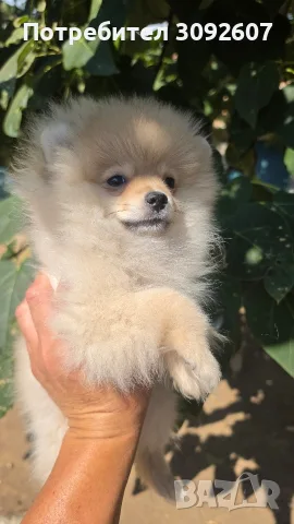  Кученце померан момиче