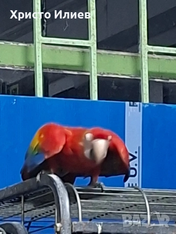 Продава кротка ара макао , снимка 3 - Папагали - 53770499