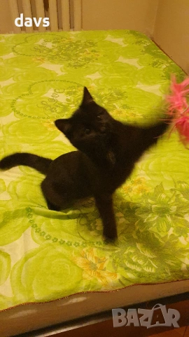 Приемен / постоянен Дом за Черна принцеса, снимка 7 - Други - 53331492