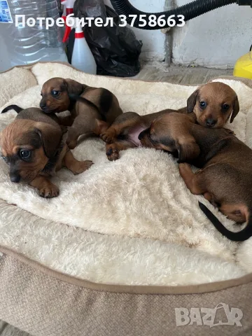 🐾 Породисти дакелчета – 3 женски и 1 мъжко 🐾, снимка 3 - Дакели - 56172298
