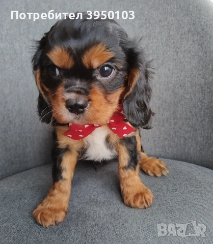 Кавалер Кинг Чарлз шпаньол, снимка 3 - Кавалер кинг чарлз шпаньол - 52918611