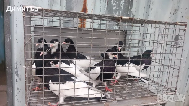 Ямболски Акмани , снимка 3 - Гълъби - 56327312