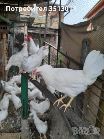 кокошки носачки , снимка 1