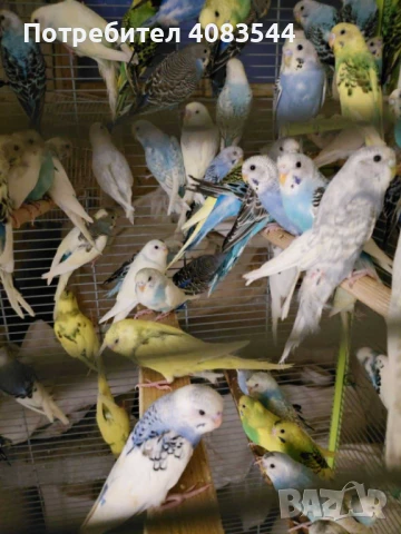 Вълнисти папагали, снимка 13 - Папагали - 48100693