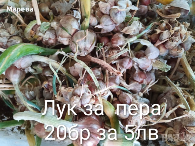 Лук за пера или живораждащ лук , снимка 1