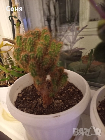 Различни кактуси,каучуково цвете, копривки и др.цветя, снимка 18 - Стайни растения - 50757911