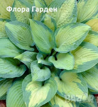 ХОСТА, АСТИЛБЕ - Коренища/ ПРЕДВАРИТЕЛНИ ПОРЪЧКИ, снимка 4 - Градински цветя и растения - 49488937