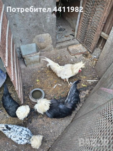 Продавам порода холандски кокошки, млади, четири двойки , снимка 2 - други­ - 52900126