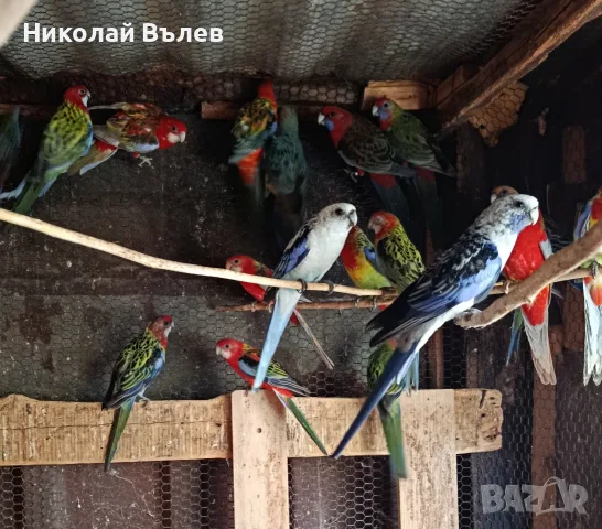 Разнообразие от папагали 
