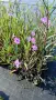Руелия, Мексиканска петуния, Ruellia Purple Mexican Petunia!!!, снимка 10