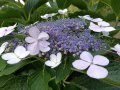 Хортензия Libelle/ Hydrangea macrophylla Libelle, снимка 1 - Разсади - 40738254