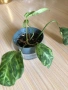 Philodendron Gloriosum Snow Leopard , снимка 3