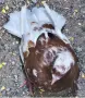 6 чифта чилести паламарски гълъби , снимка 1