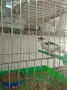 Орфееви канари,от 25 и 26 г., снимка 11