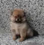 Померан момченце, снимка 1