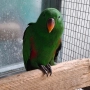 Папагали Еклектос , снимка 1
