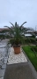 канарска финикова палма, снимка 2
