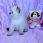 Шотландско момиче със сини очи. , снимка 4