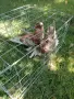 Продавам гълъби Димкежи , снимка 4