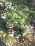 Трилистни детелини , снимка 1 - Градински цветя и растения - 44761139