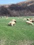 Овце порода "Средно родопска", снимка 3