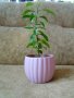 Младо мандариново дръвче в керамична кашпа, снимка 1 - Стайни растения - 39292863