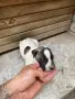 Питбул. Pitbull, снимка 5