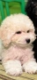 Мини пудел, снимка 5