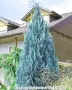 Хамаципарис "Van pelts blue", снимка 1