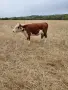 Хелефорд се продава , снимка 2