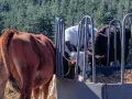 свободни телета за клане и гледане , снимка 8