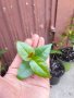 Суринамска череша/ Eugenia Uniflora семенни растения , снимка 6