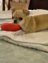 Чистокръвно чихуахуа , снимка 1