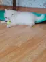 Немски шпиц на 2 месеца, снимка 3