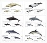Чисти блокове Фауна Делфини 2015 от Тонго