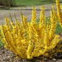 Форзиция, Forsythia, студоустойчива, снимка 3