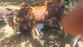 Продавам едно мъжко и едно женско теле , снимка 5